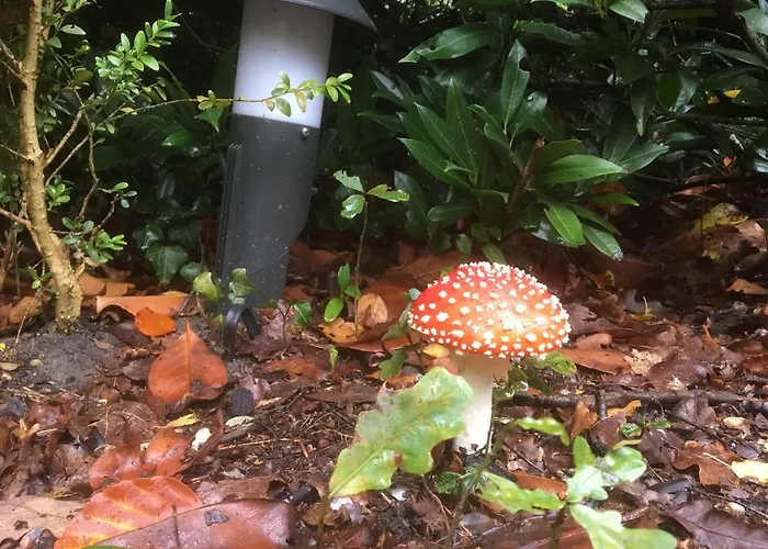 Cedar Veluwe בית נופש *